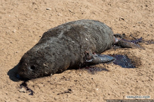 Берег скелетов...