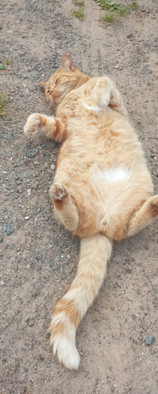 Кот снежного человека?