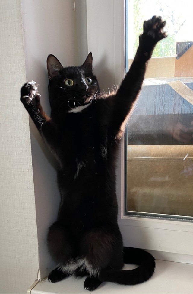 К котовторнику