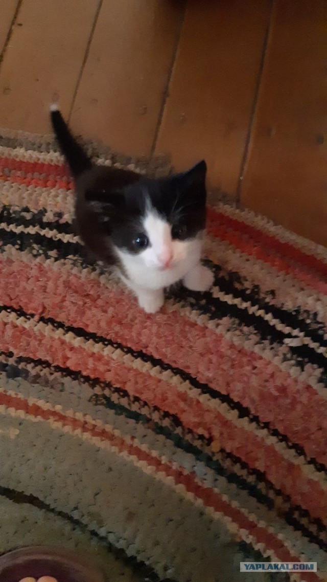 Котята