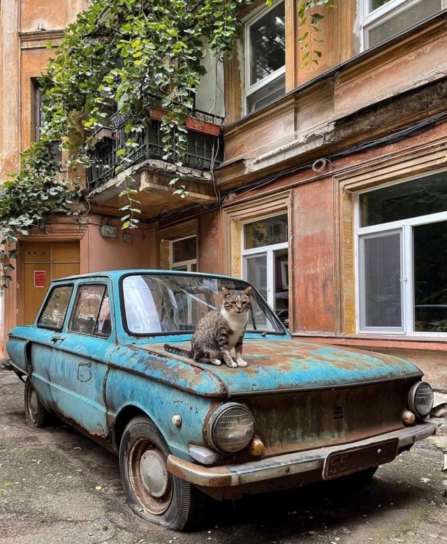 Картинок вам