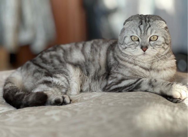 Коточетверг!