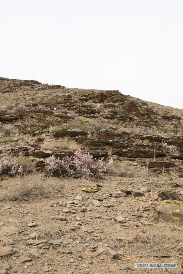 В Монголию на мотоциклах 2006