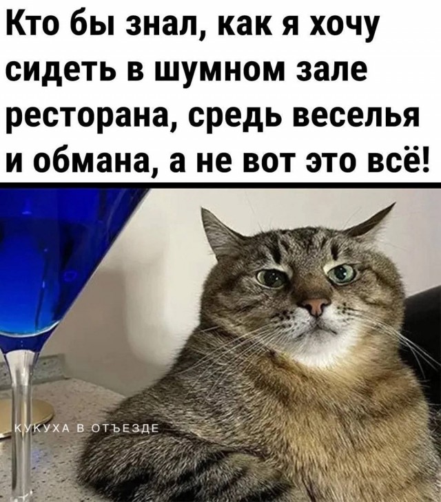 Котовтоник в картинках