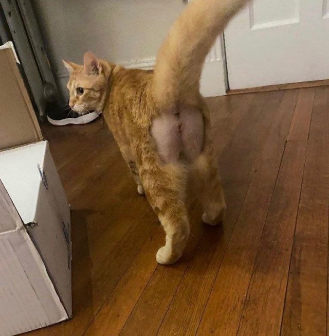 Свойская одёжка для котана