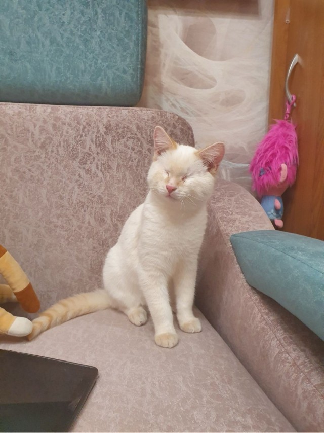 Слепоглухая кошка