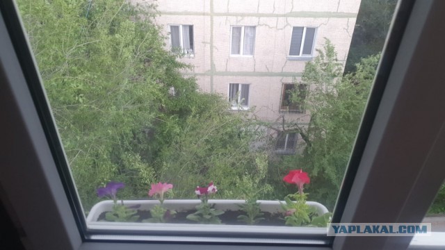 Цветочная Германия