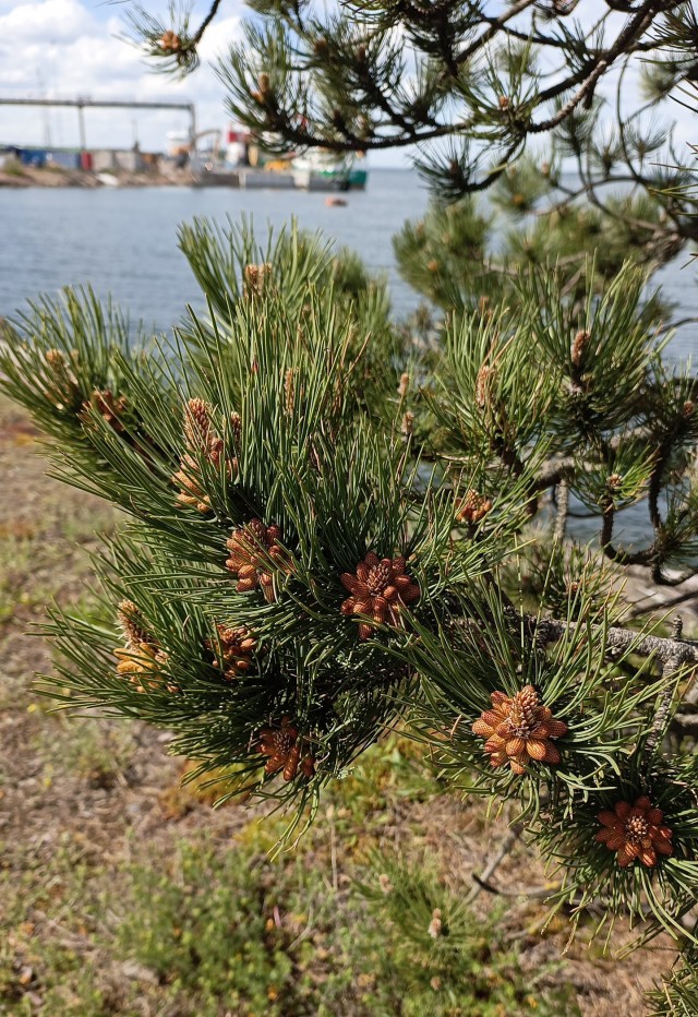 Балтийское лето