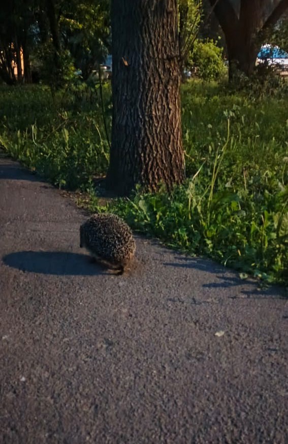 Ëжевторник