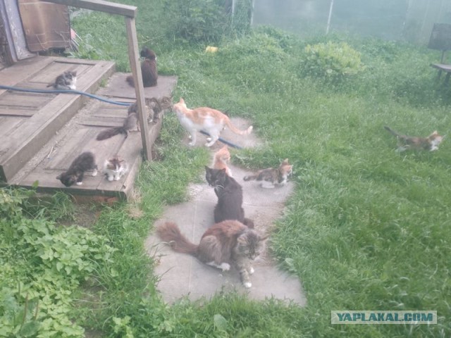 Жизнь домашнего приюта для котеек 548
