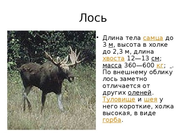 Браконьер удавкой задушил лося, когда тот переплывал реку в Нижегородской области