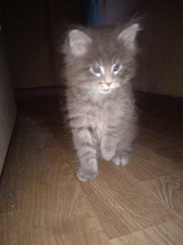 Моему коту Тому 2 года