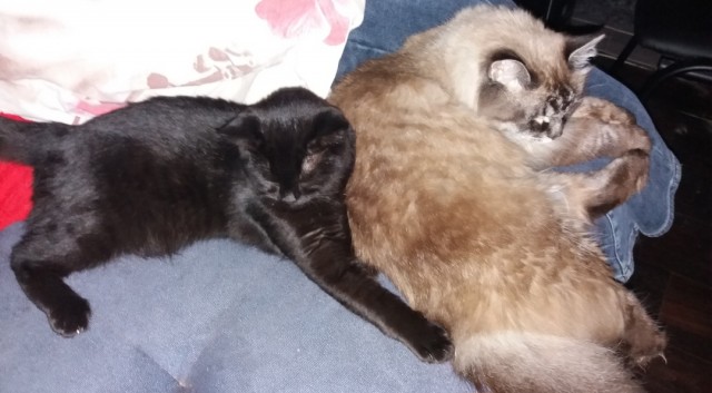 Котовторнику да