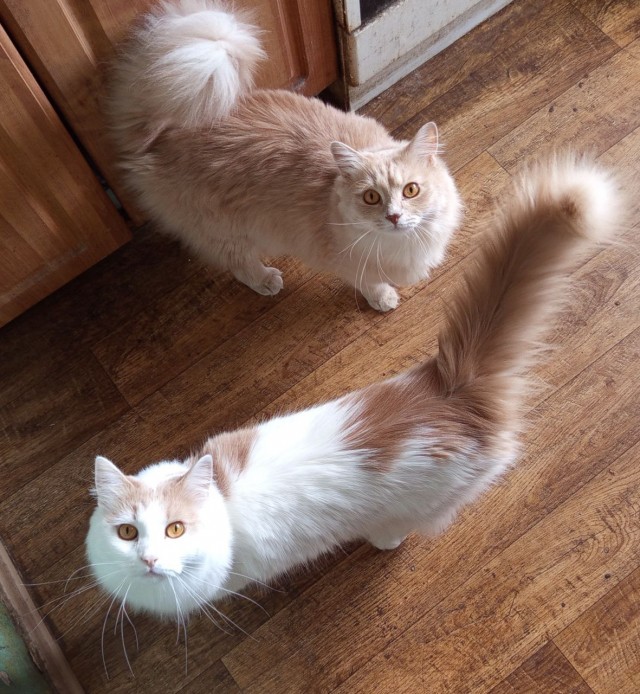 Котовторник же, да?