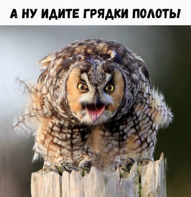 Так себе картинки 21.06.26