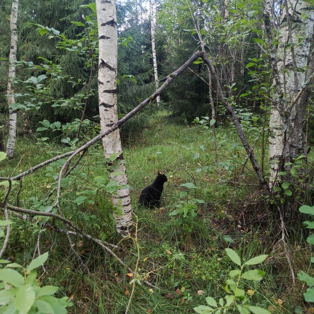 Мы вдвоём с котом