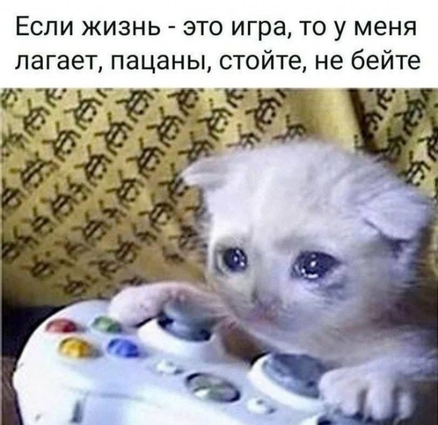 К котовторнику: подборка картинок-баянов с котиками и про котиков. Выпуск 44.