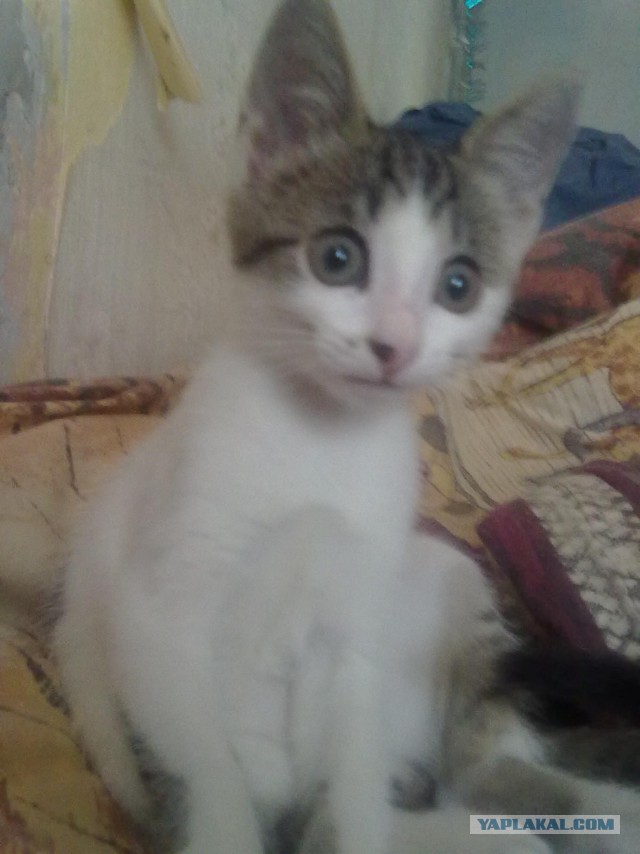 Пусть мама услышит, пусть мама придет - мимишность