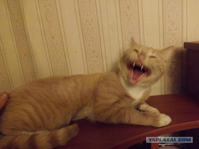 Про спасенных котеек
