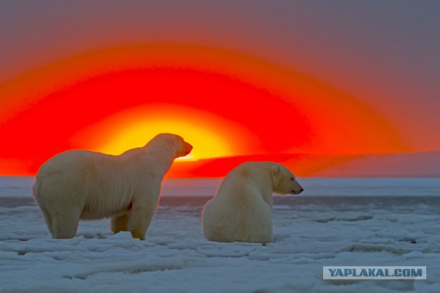 30 самых удачных фотографий января
