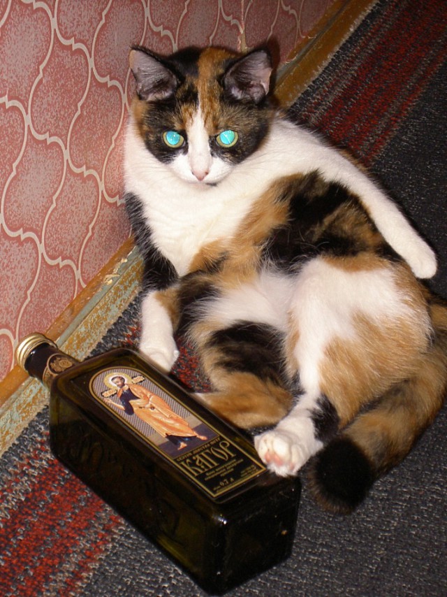 Котовторник на вторник, Котовторник