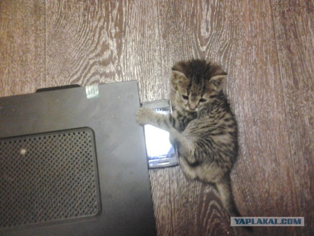 Как я вскармливал котенка без кошки