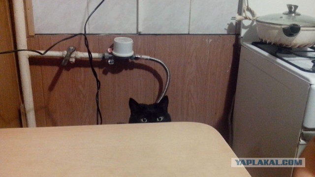 Котовторник 25.02.2014