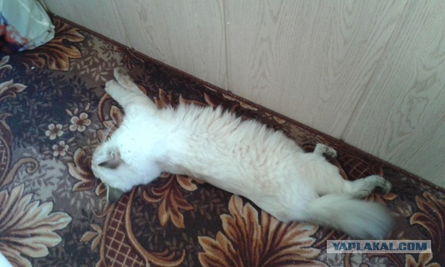 Котовторник 24.06.2014