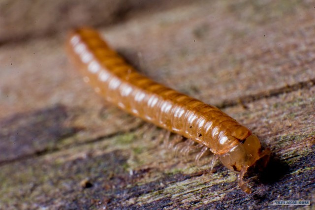 Если выйти во двор с макрообъективом, то...