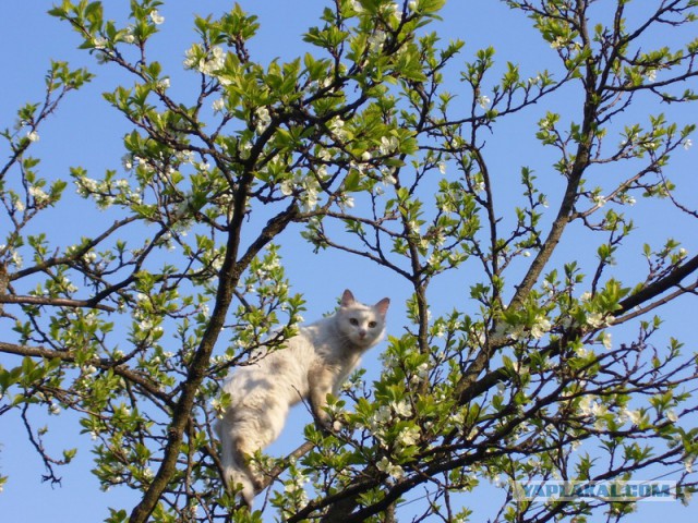 Котовторник
