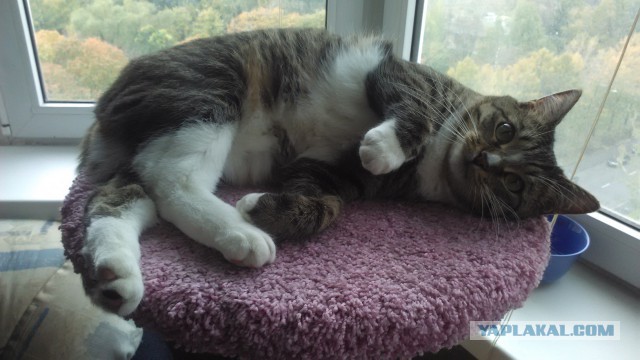 Котовторник