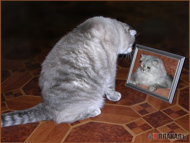 Коты, кошки, котята