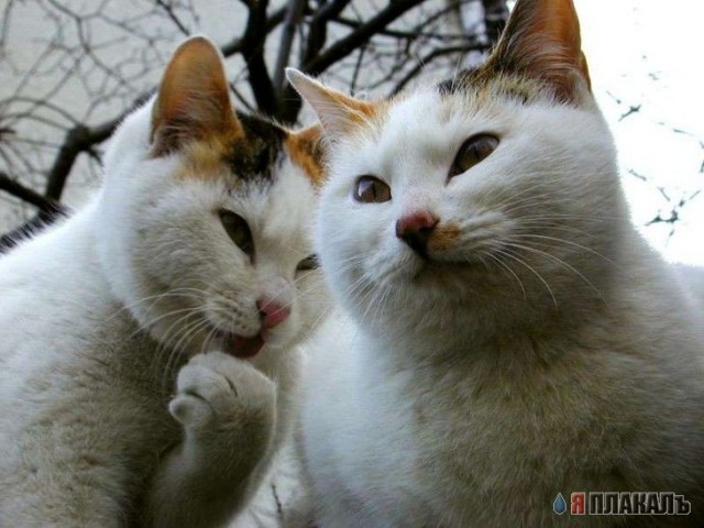 Коты, кошки, котята