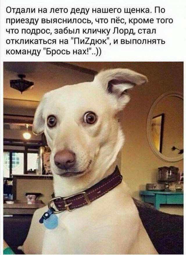 Картинки из сети