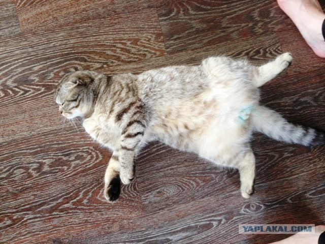 Котовторник 19.04.2016