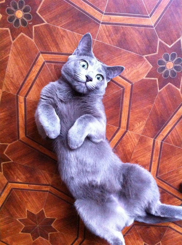 Ваши фотки котов на телефон