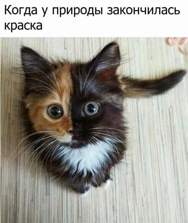 Коты и Кошки