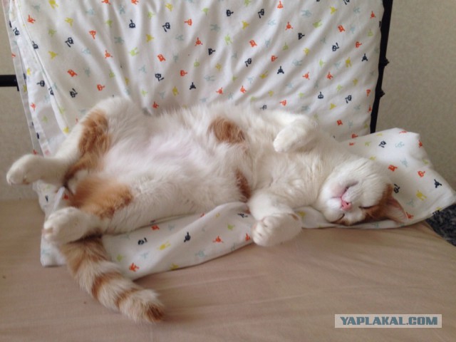 Котовторник 18.07.2017