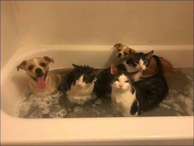 Коты и Кошки