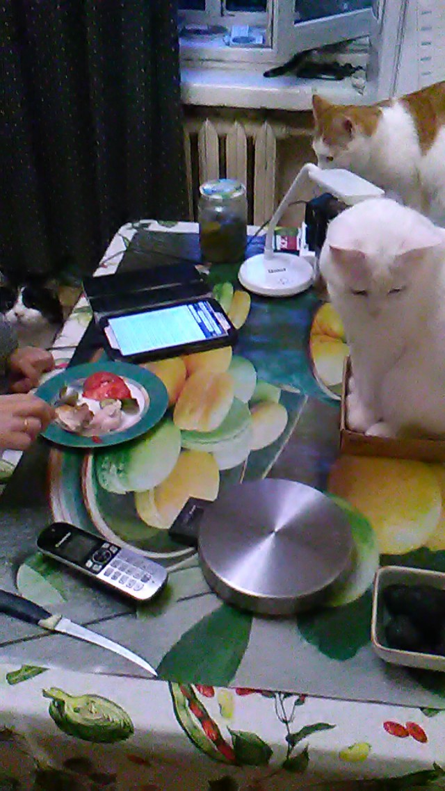 Котовторник 29.08.2017