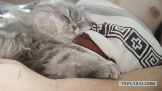 Если муж оказался козлом