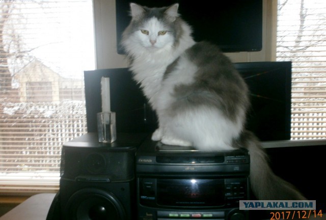 Котовторник  19.12.2017
