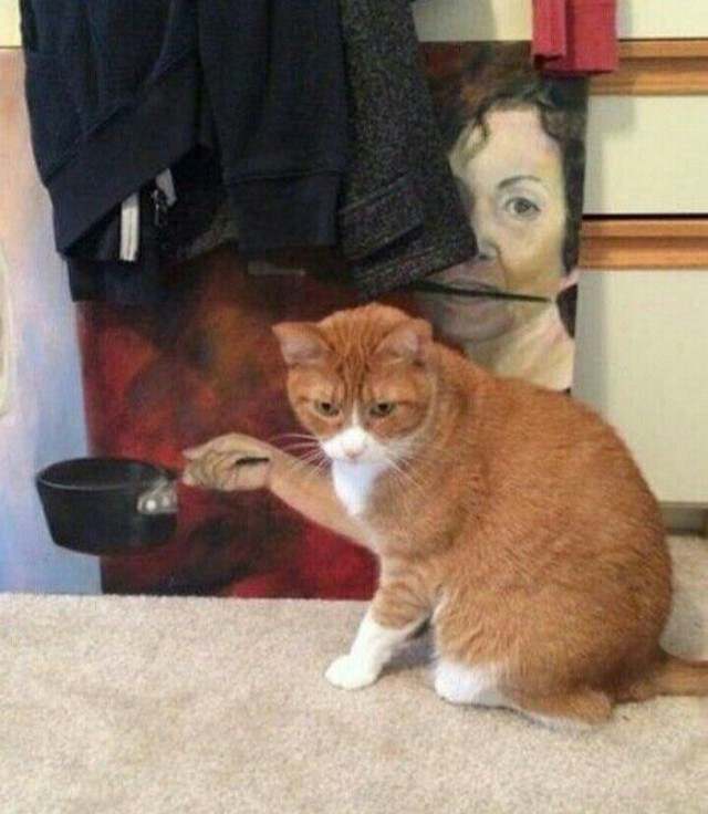 Прикольных котов пост