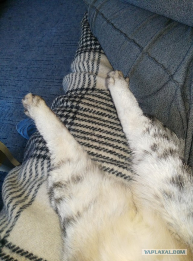Котовторник 20.03.2018