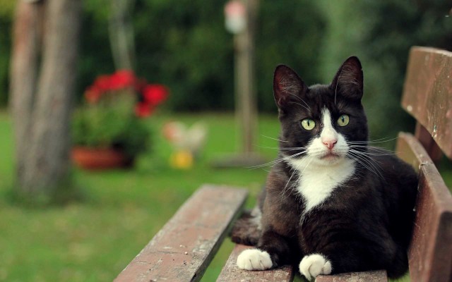 Прикольных котов пост