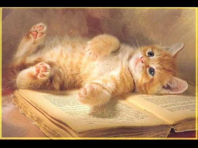 Прикольные коты на среду! ОЧЕНЬ МНОГО!