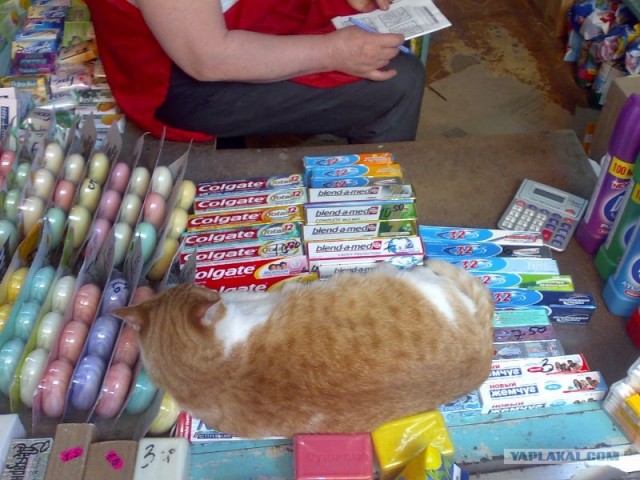 Ура, котовторник! (01.07.2008)