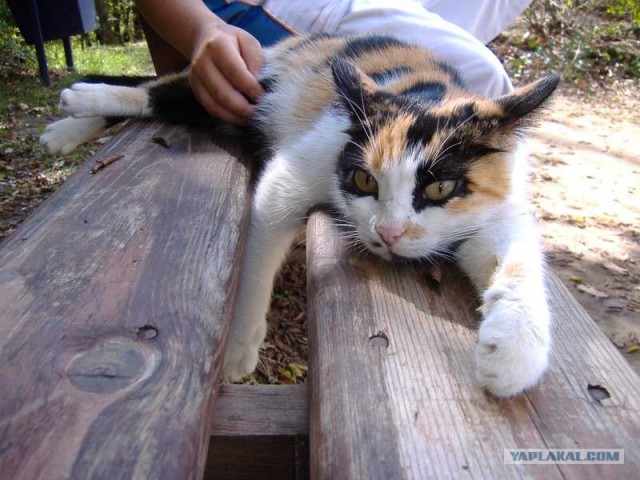 Котовторник (13.01)