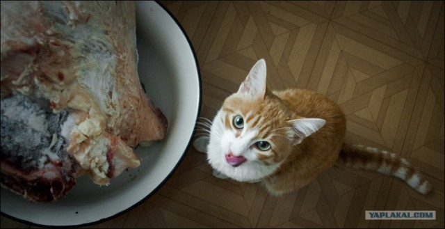 Котовторник ужасов (36 фот)