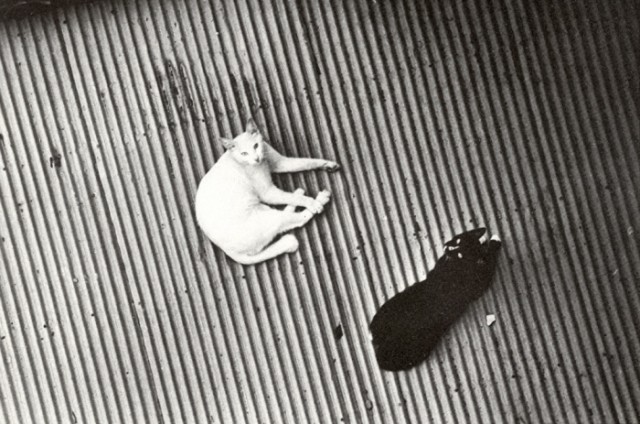 Котовторник Вместе